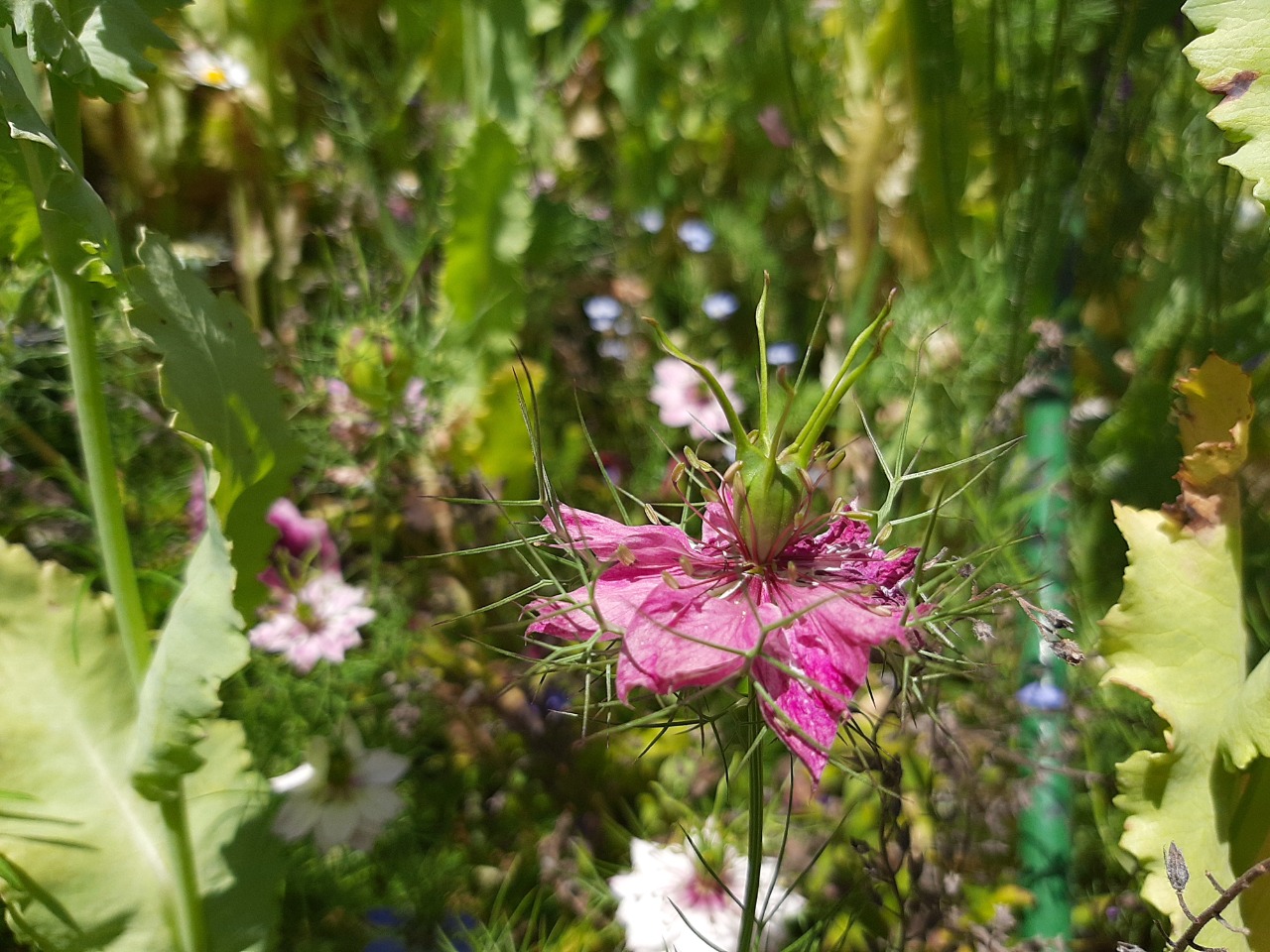 Nigella damascena