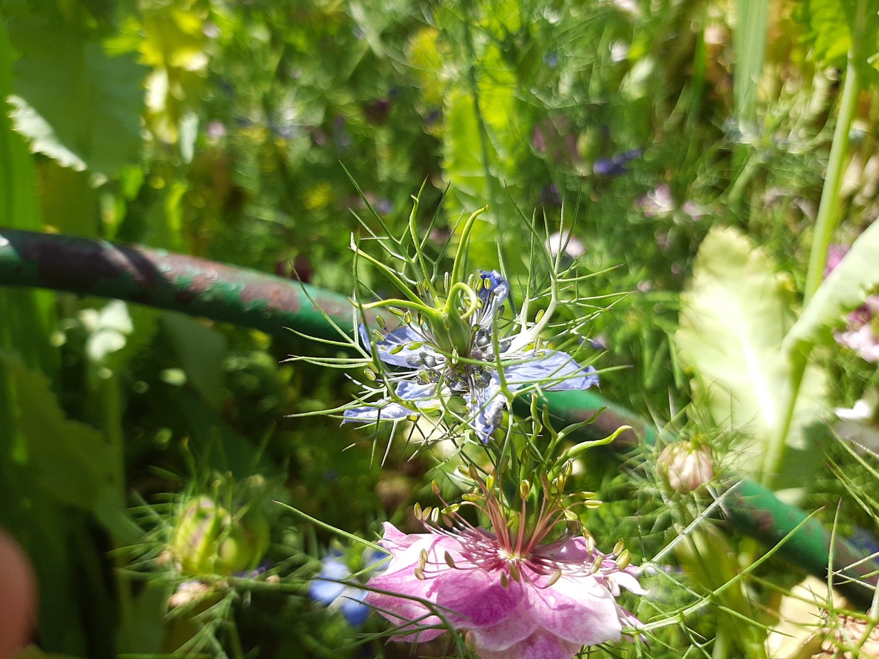 Nigella damascena