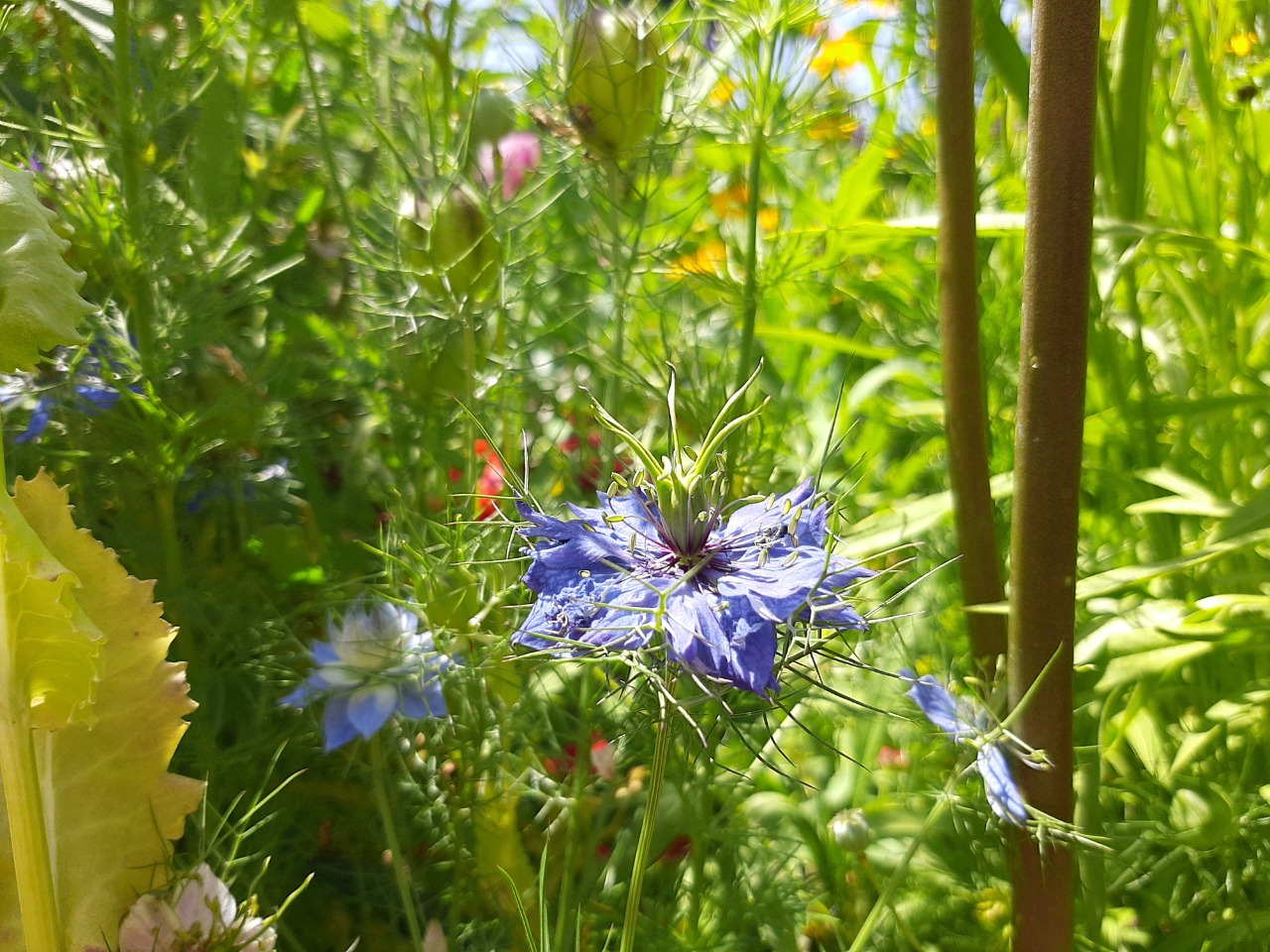 Nigella damascena