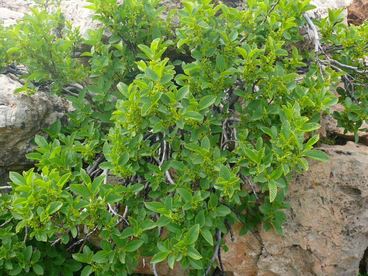 Rhamnus alpina subsp. fallax