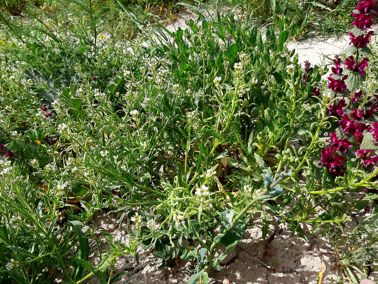 Neotorularia torulosa