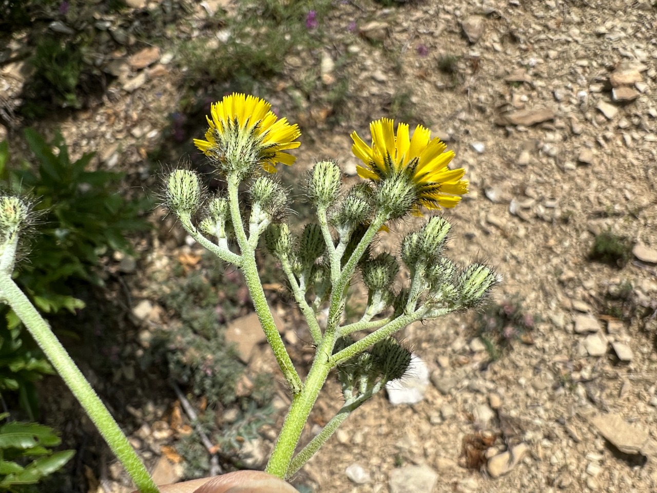 Pilosella cymosa