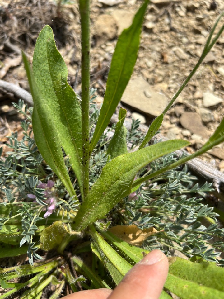 Pilosella cymosa