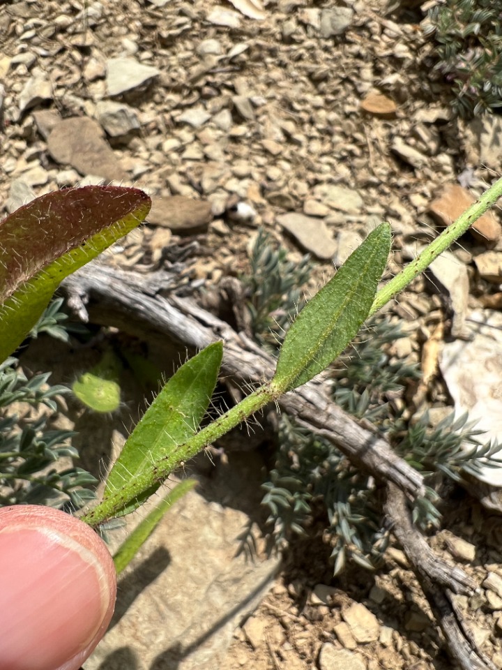 Pilosella cymosa