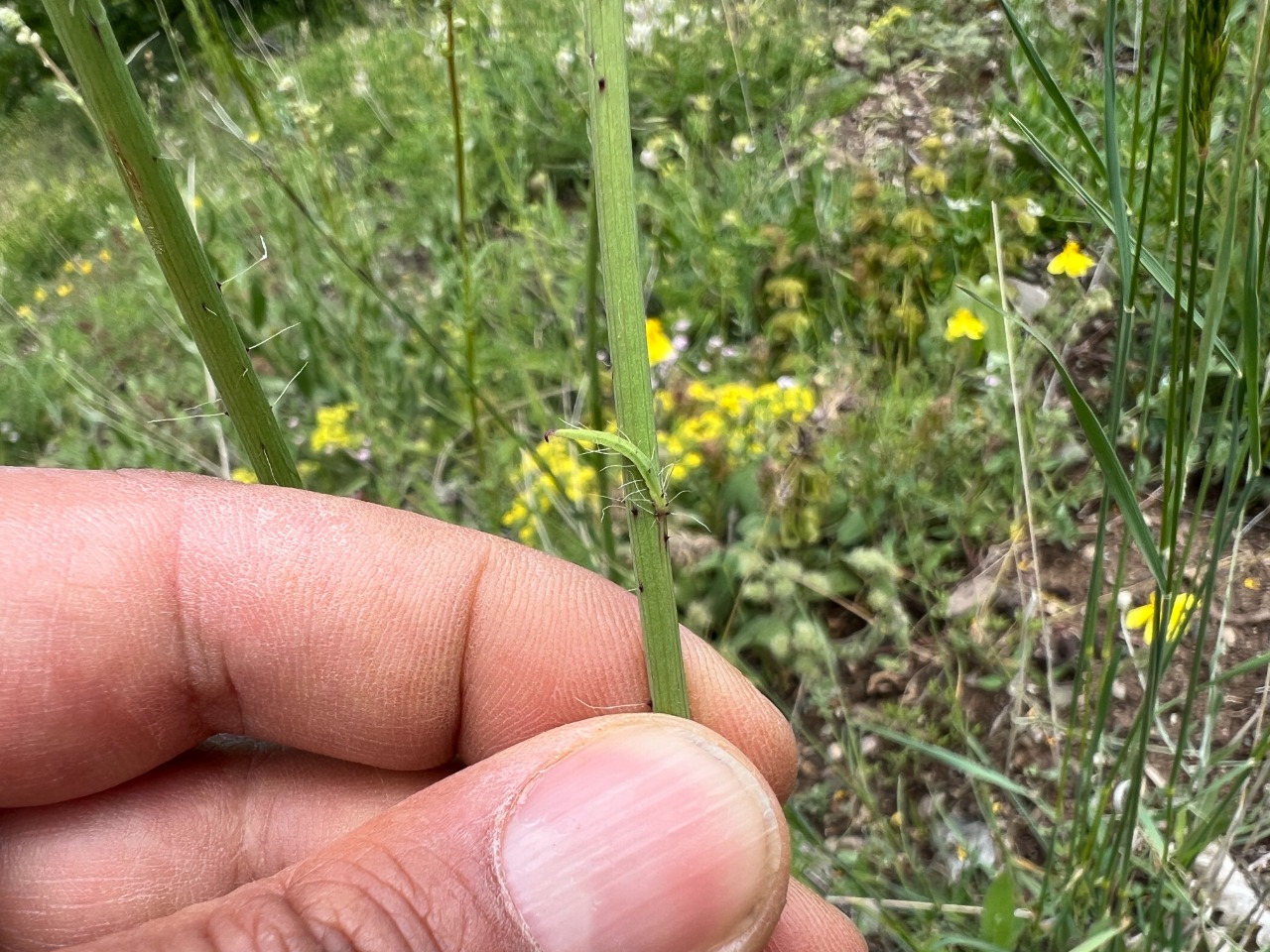 Pilosella cymosa