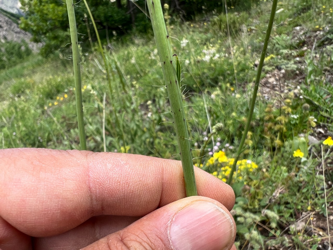 Pilosella cymosa