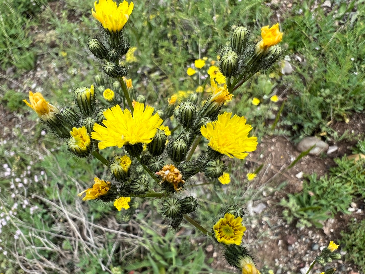 Pilosella cymosa