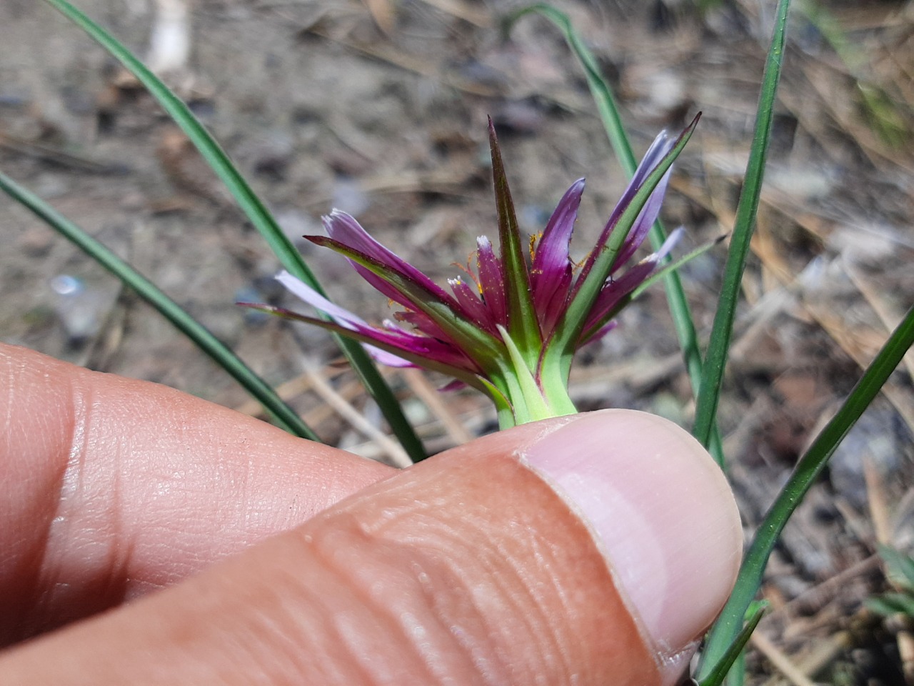 Tragopogon coloratus