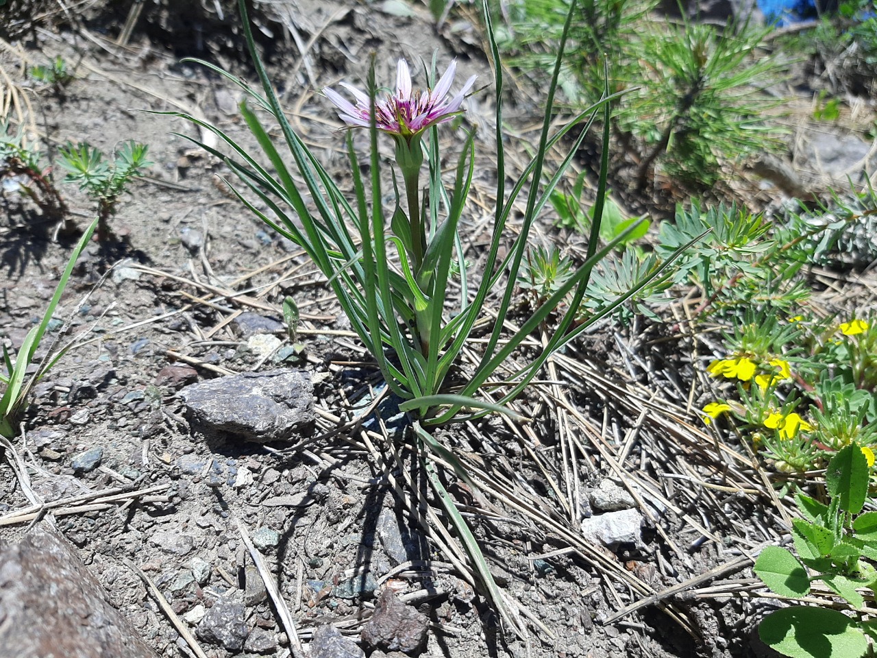 Tragopogon coloratus