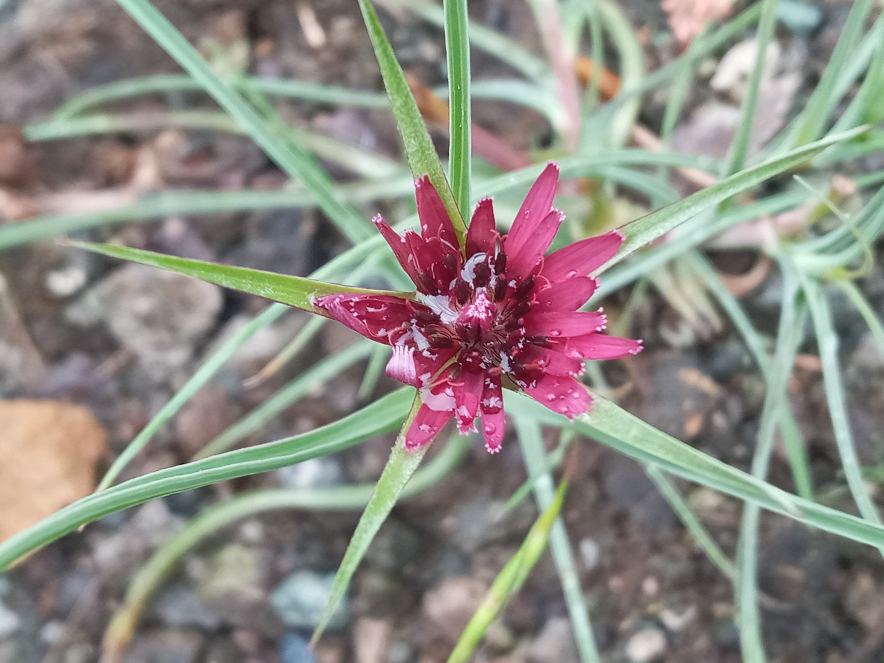 Tragopogon coloratus