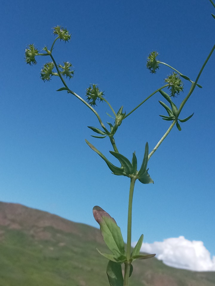 Valerianella uncinata