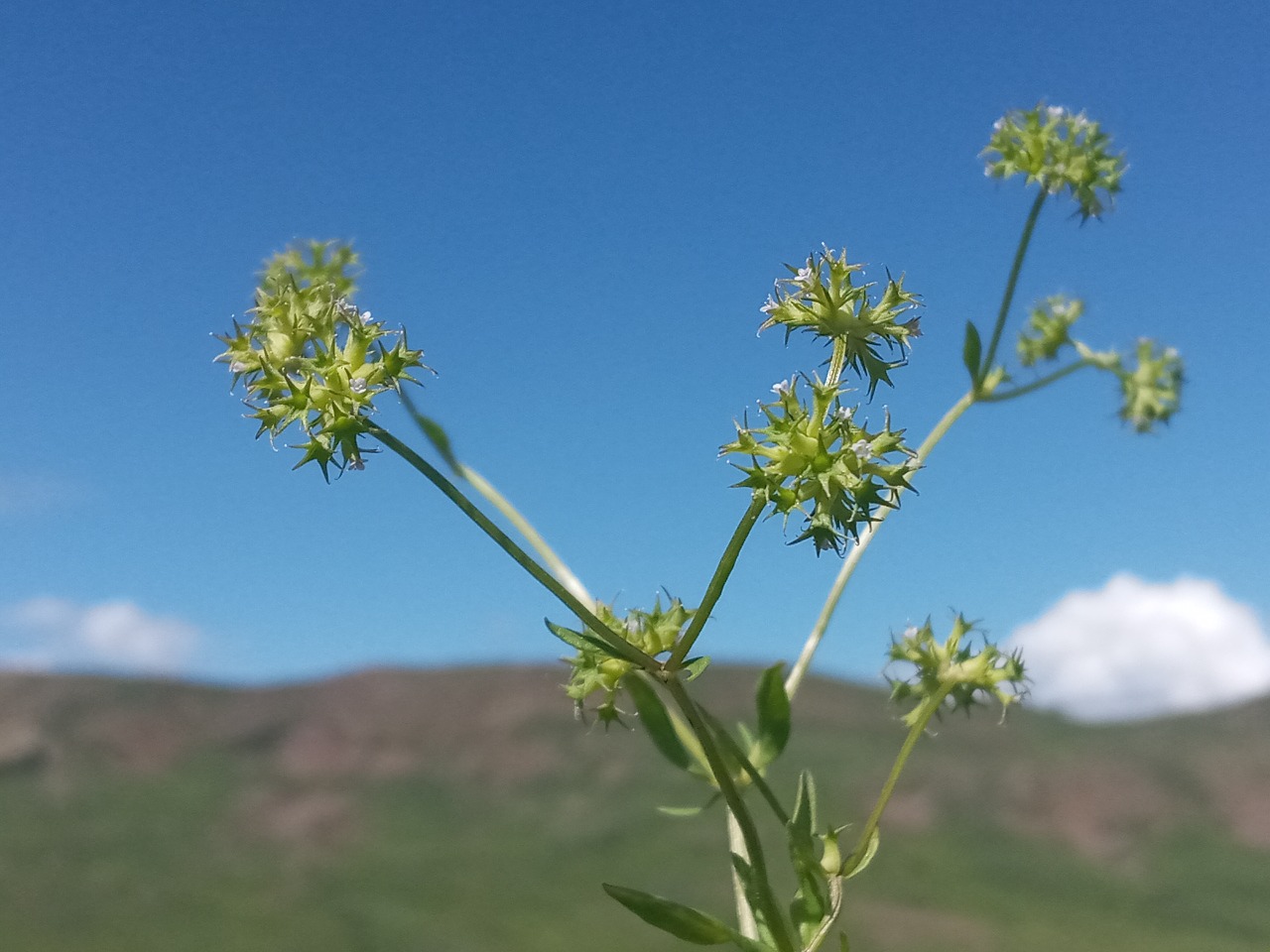 Valerianella uncinata