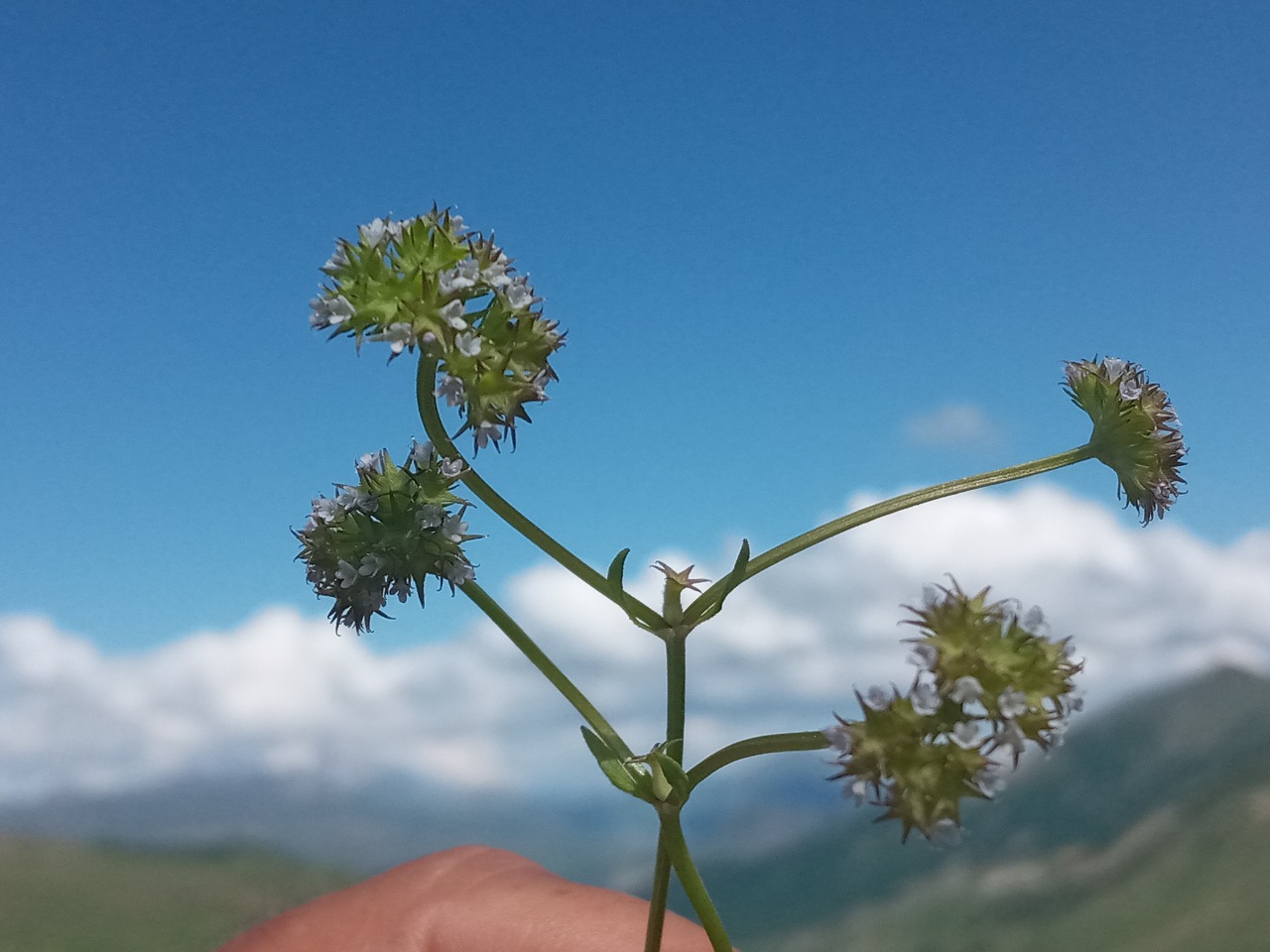 Valerianella uncinata