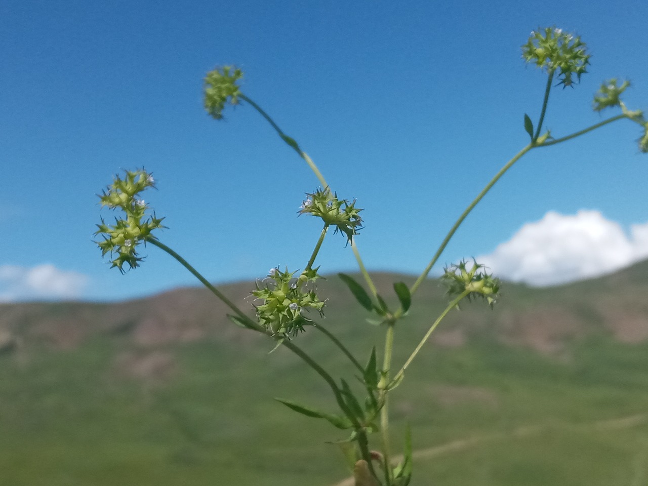 Valerianella uncinata