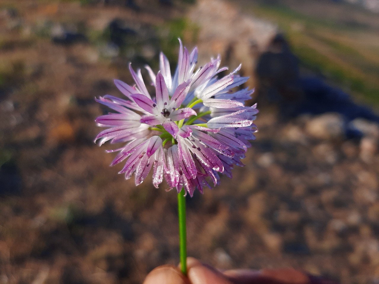 Allium schoenoprasum