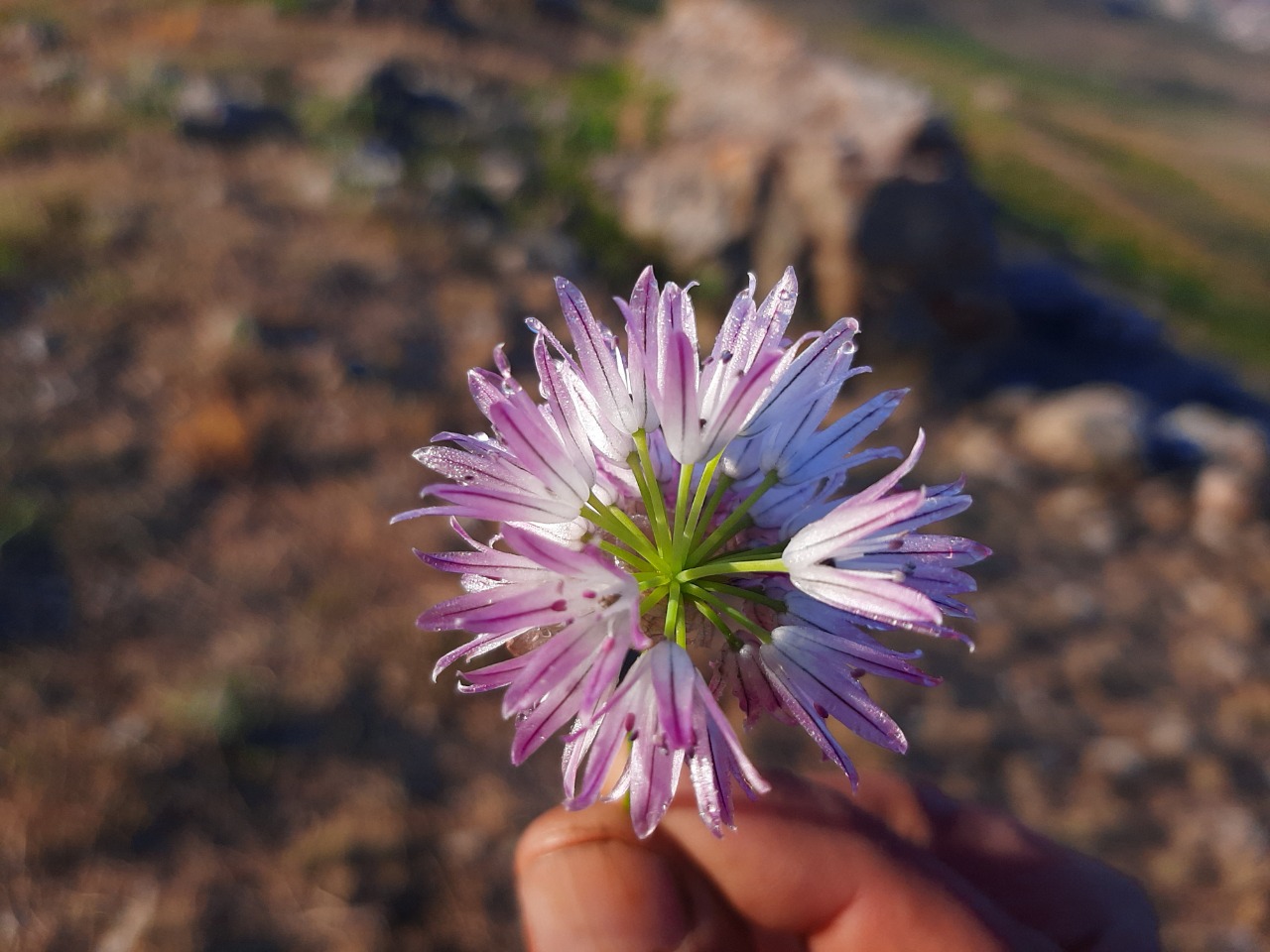 Allium schoenoprasum