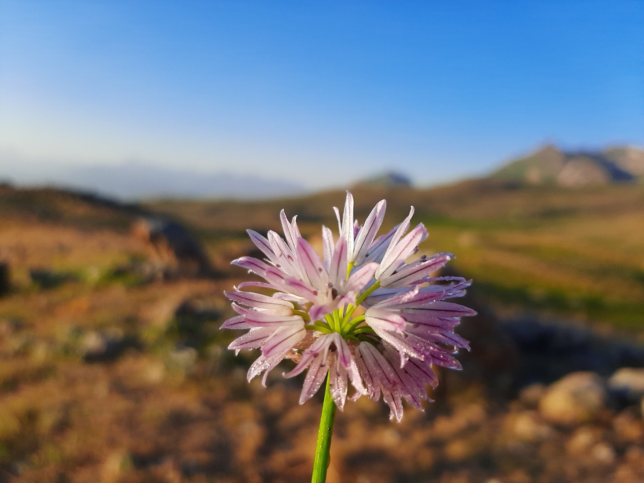 Allium schoenoprasum