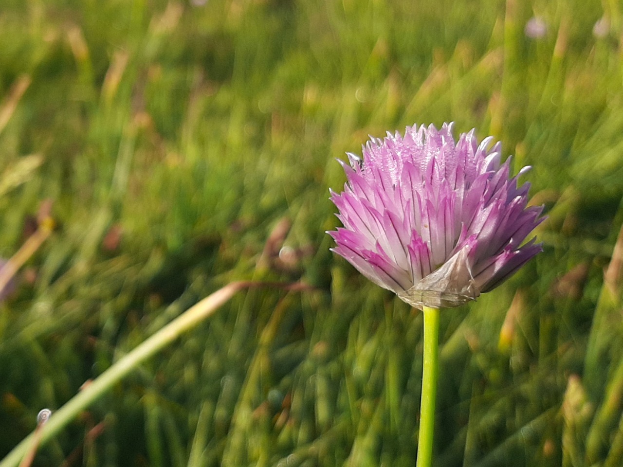 Allium schoenoprasum