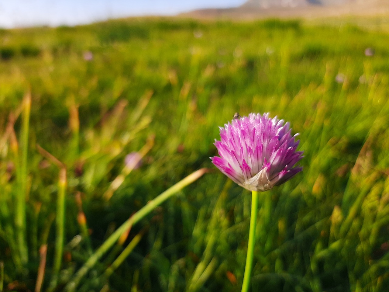 Allium schoenoprasum