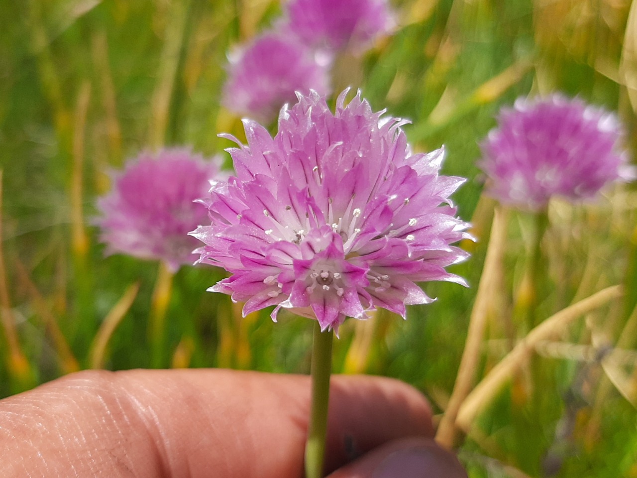 Allium schoenoprasum