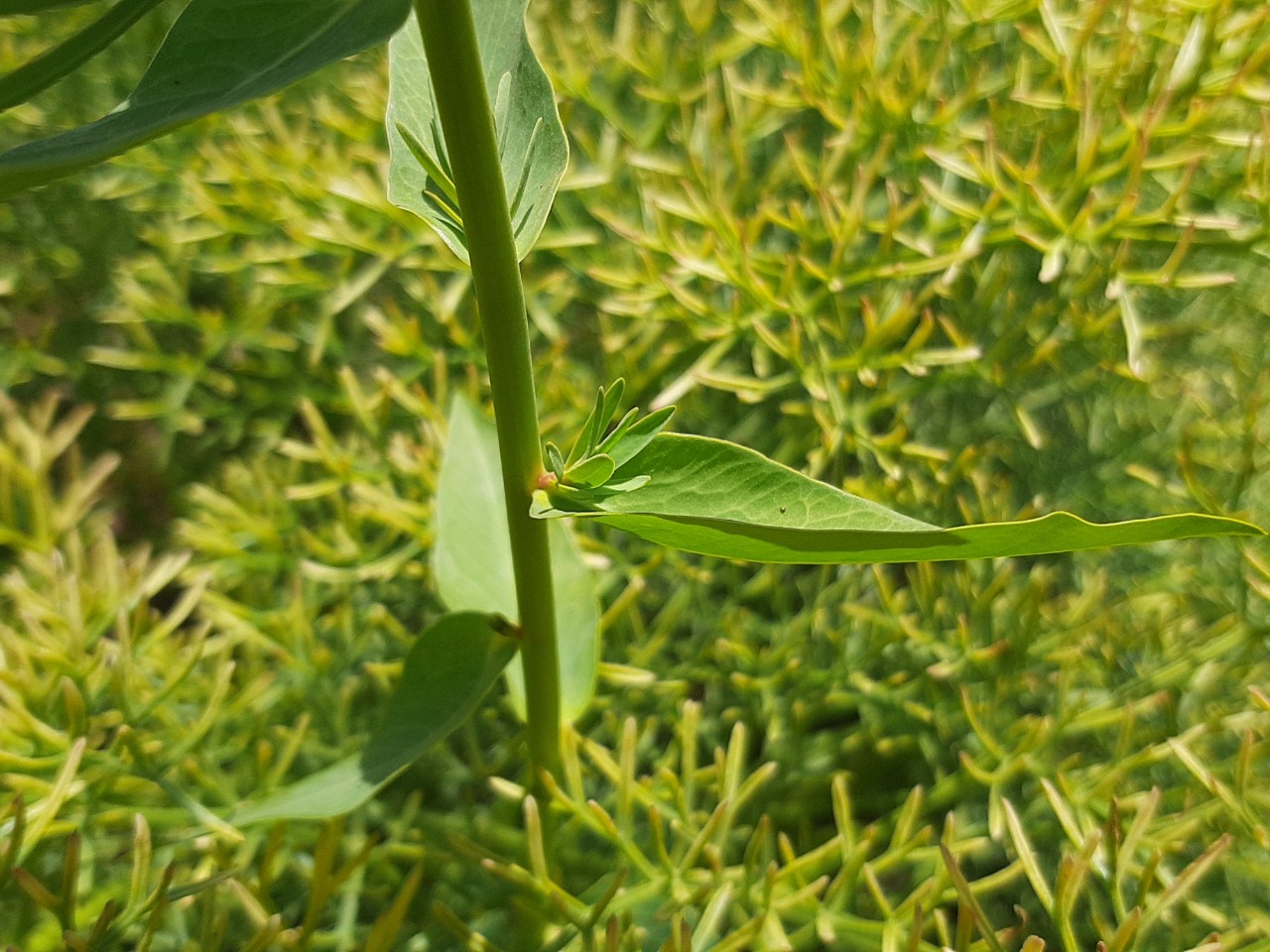 Euphorbia iberica