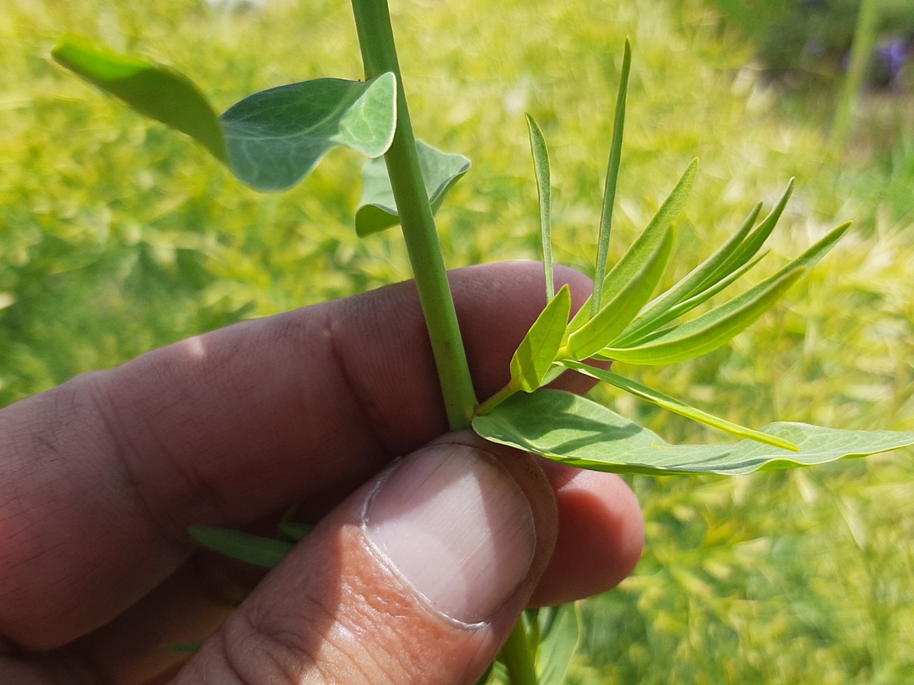 Euphorbia iberica