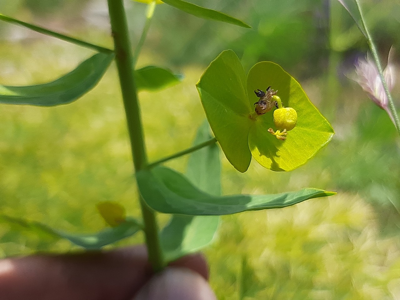 Euphorbia iberica