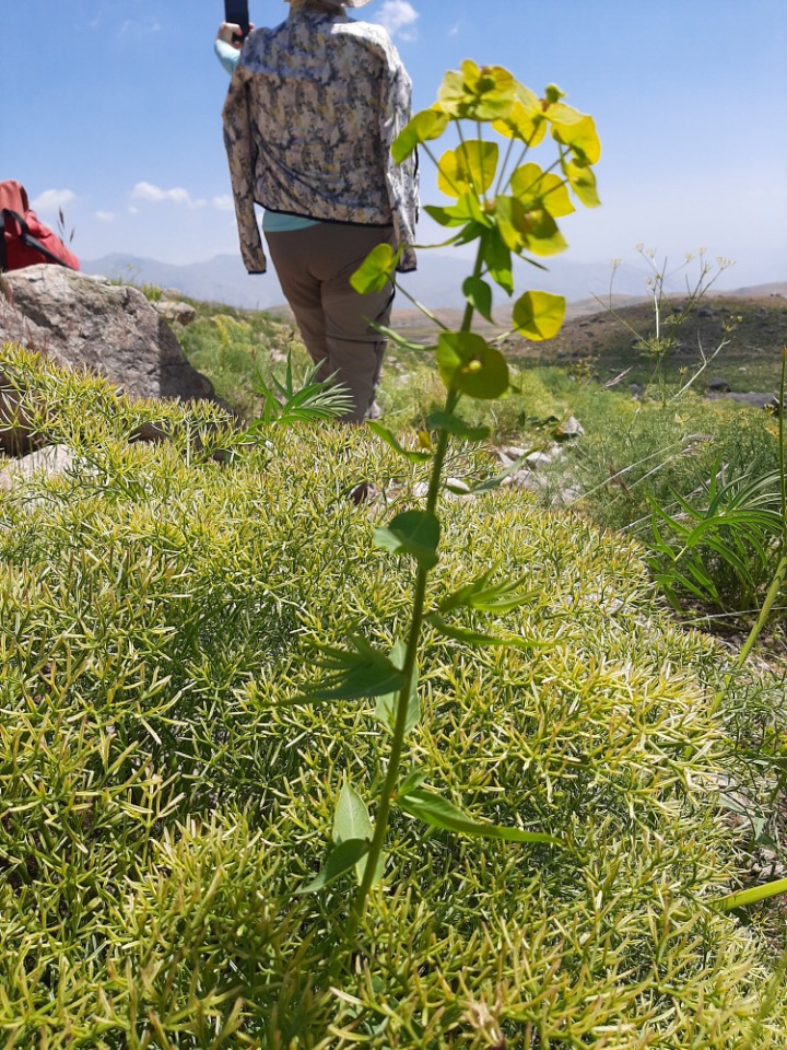 Euphorbia iberica