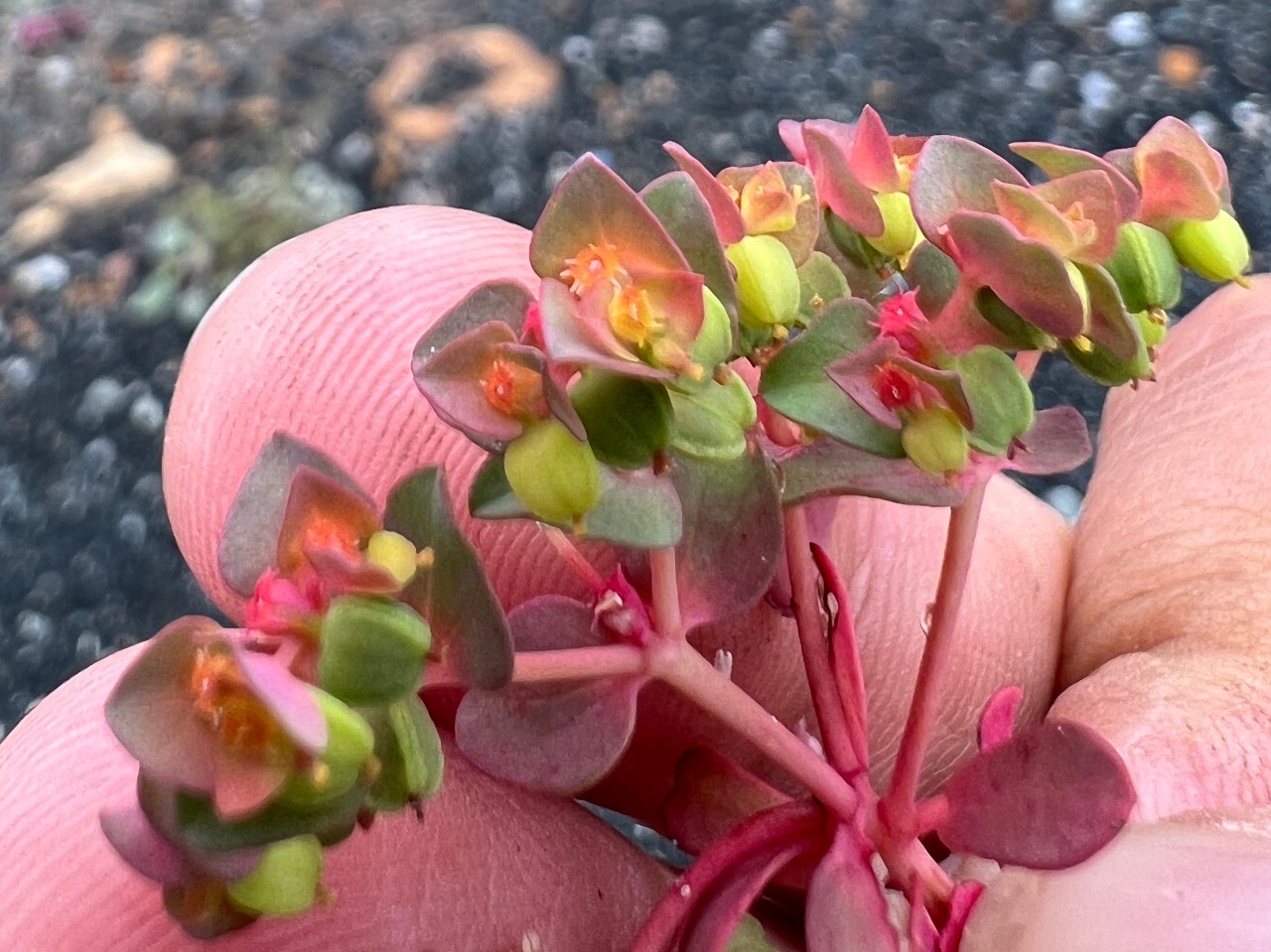 Euphorbia szovitsii