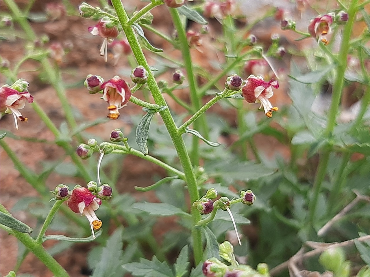 Scrophularia libanotica subsp. libanotica var. cappadocica