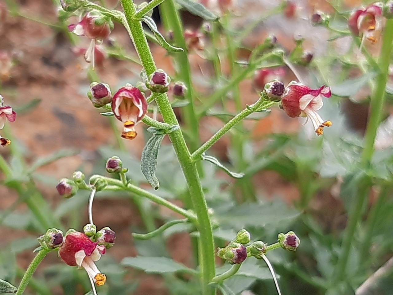 Scrophularia libanotica subsp. libanotica var. cappadocica