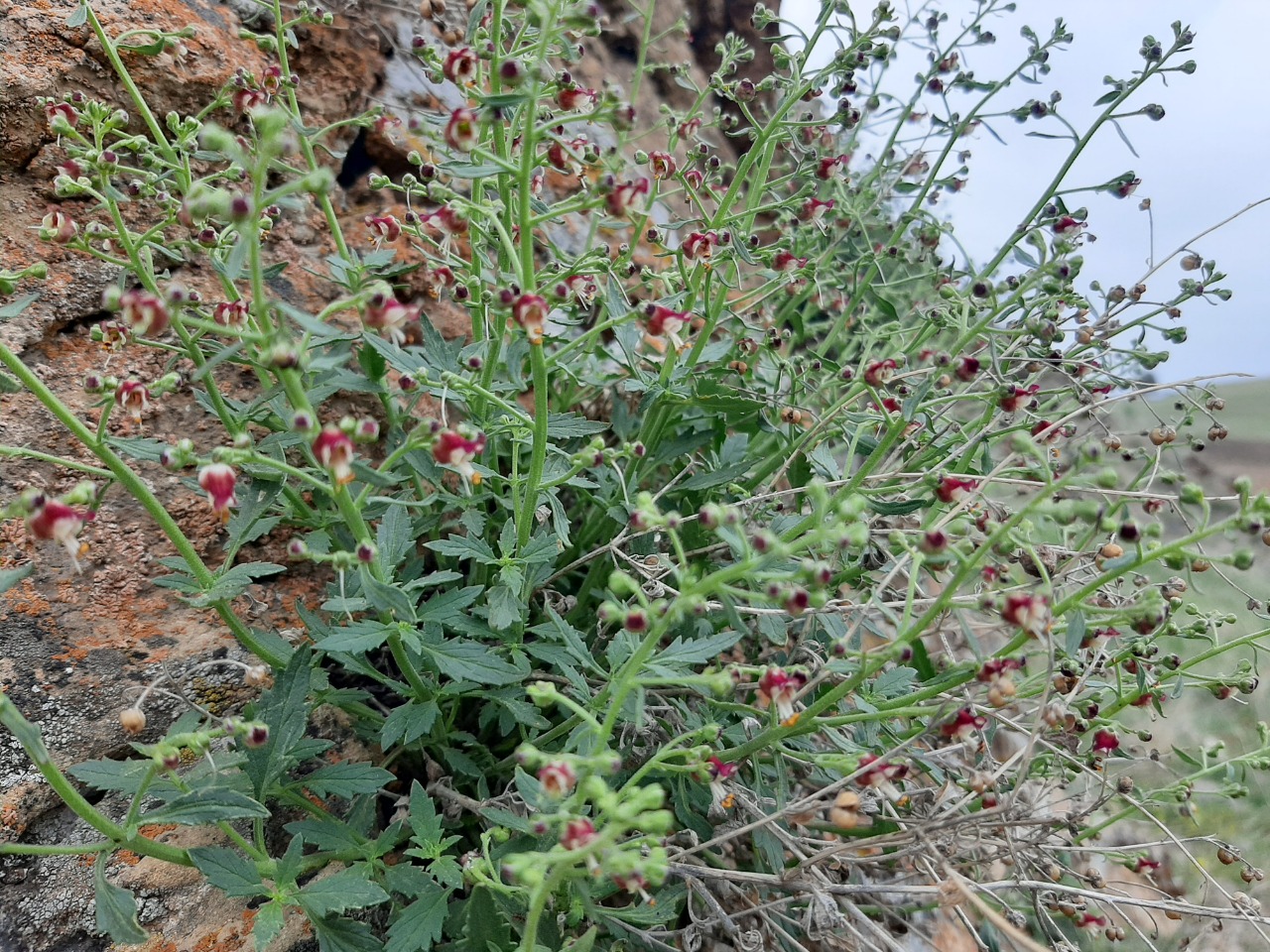 Scrophularia libanotica subsp. libanotica var. cappadocica