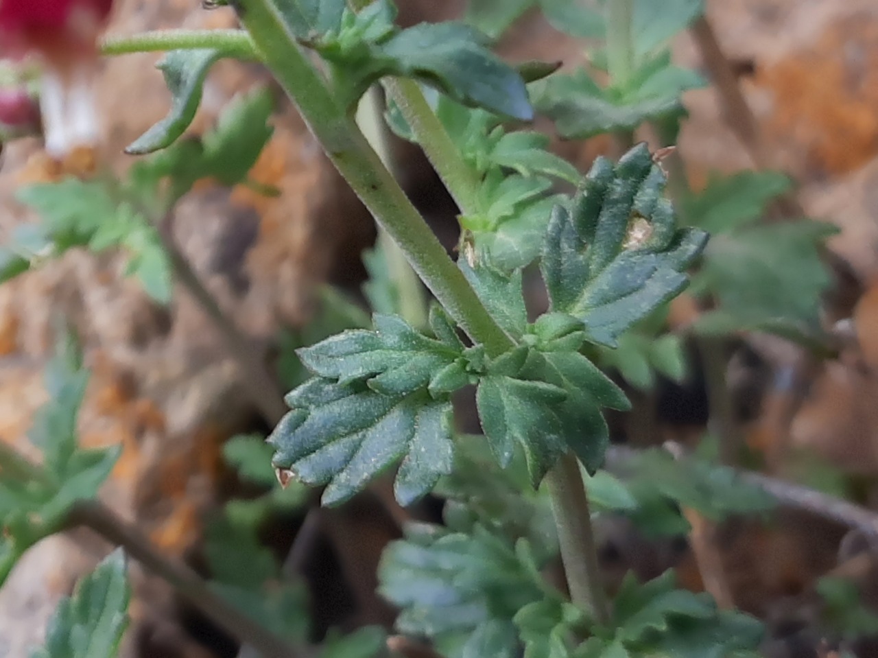 Scrophularia libanotica subsp. libanotica var. cappadocica