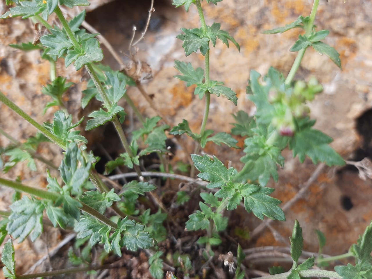 Scrophularia libanotica subsp. libanotica var. cappadocica