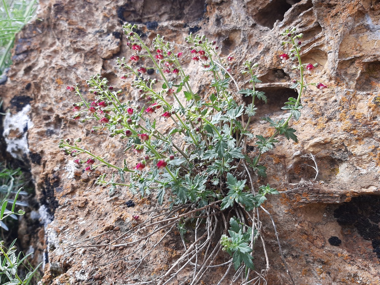 Scrophularia libanotica subsp. libanotica var. cappadocica