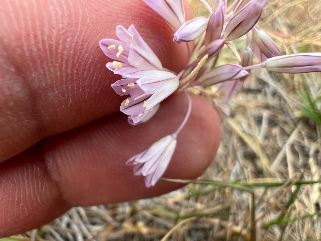 Allium kunthianum