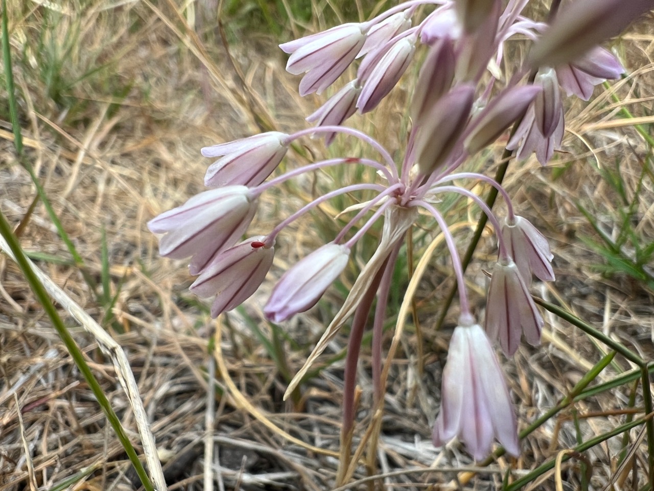 Allium kunthianum