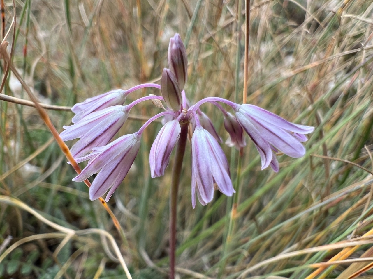 Allium kunthianum