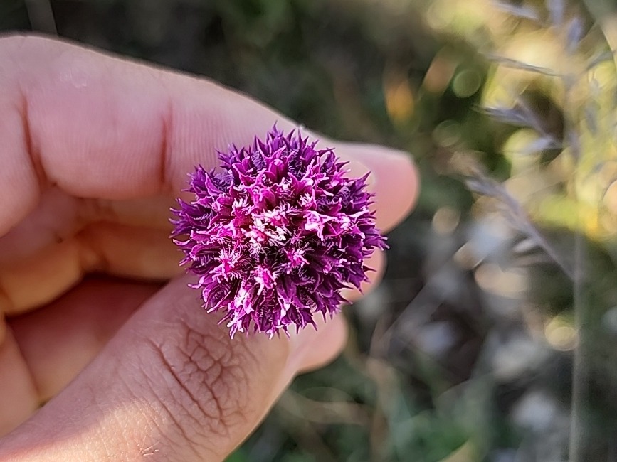 Allium sintenisii