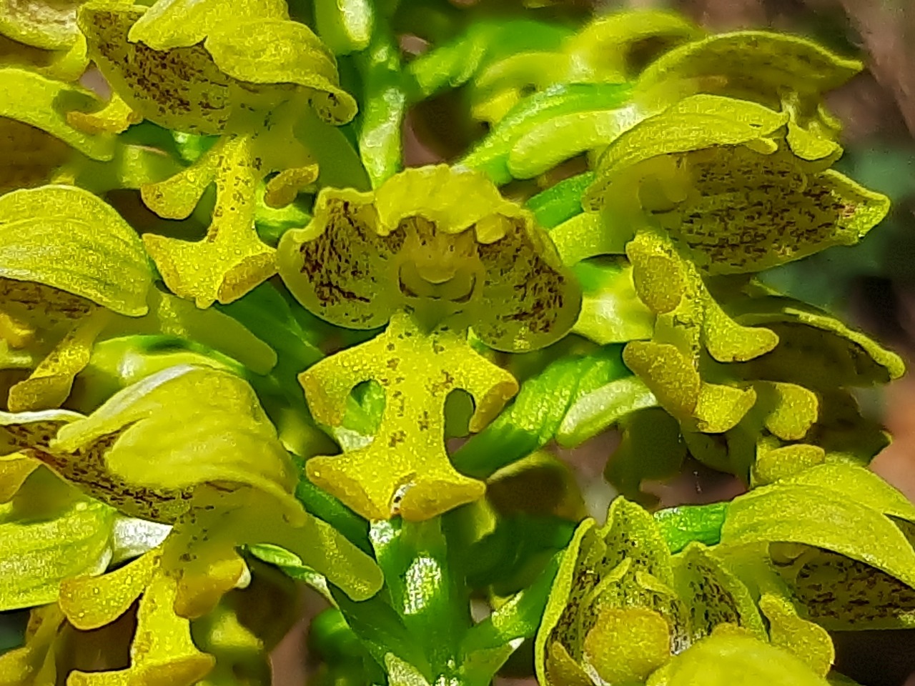 Orchis punctulata