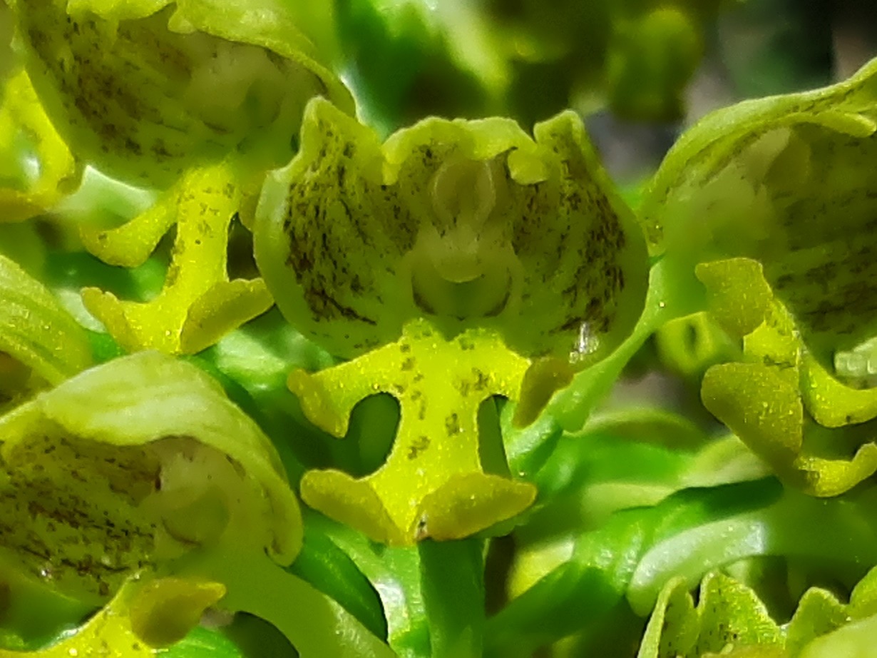 Orchis punctulata