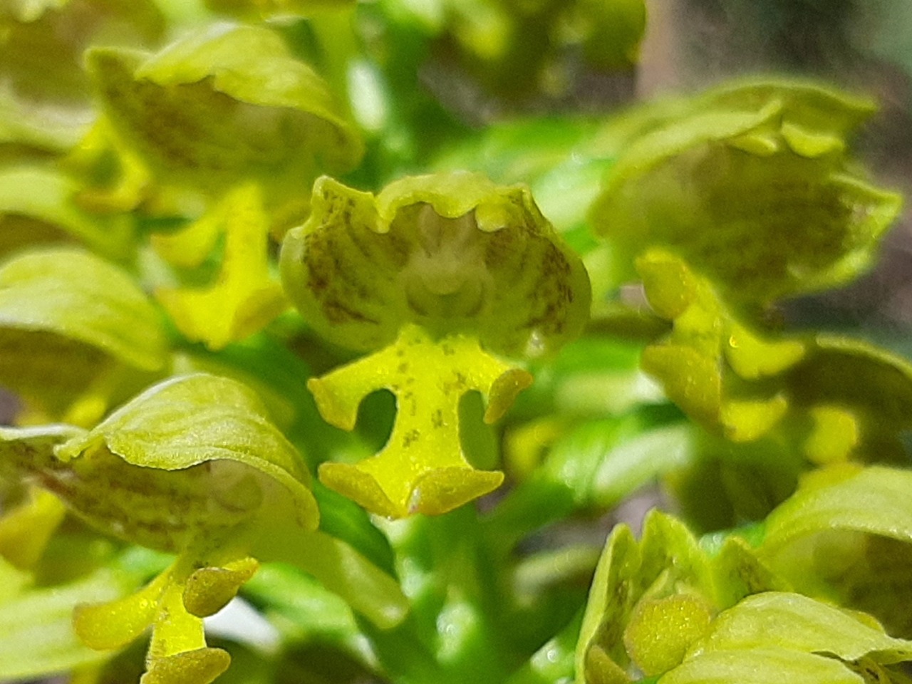 Orchis punctulata