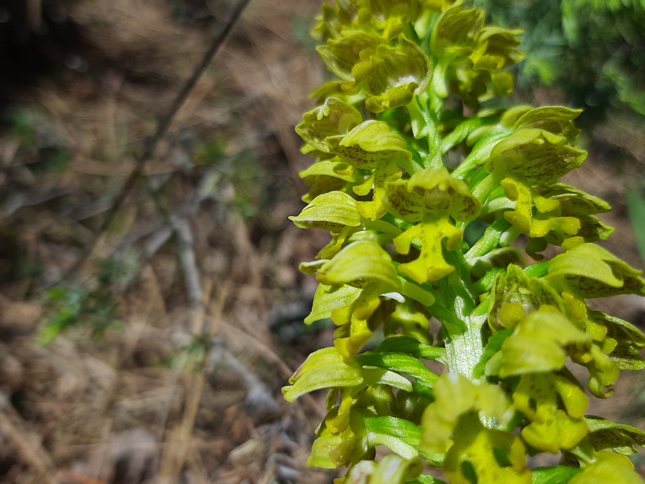 Orchis punctulata