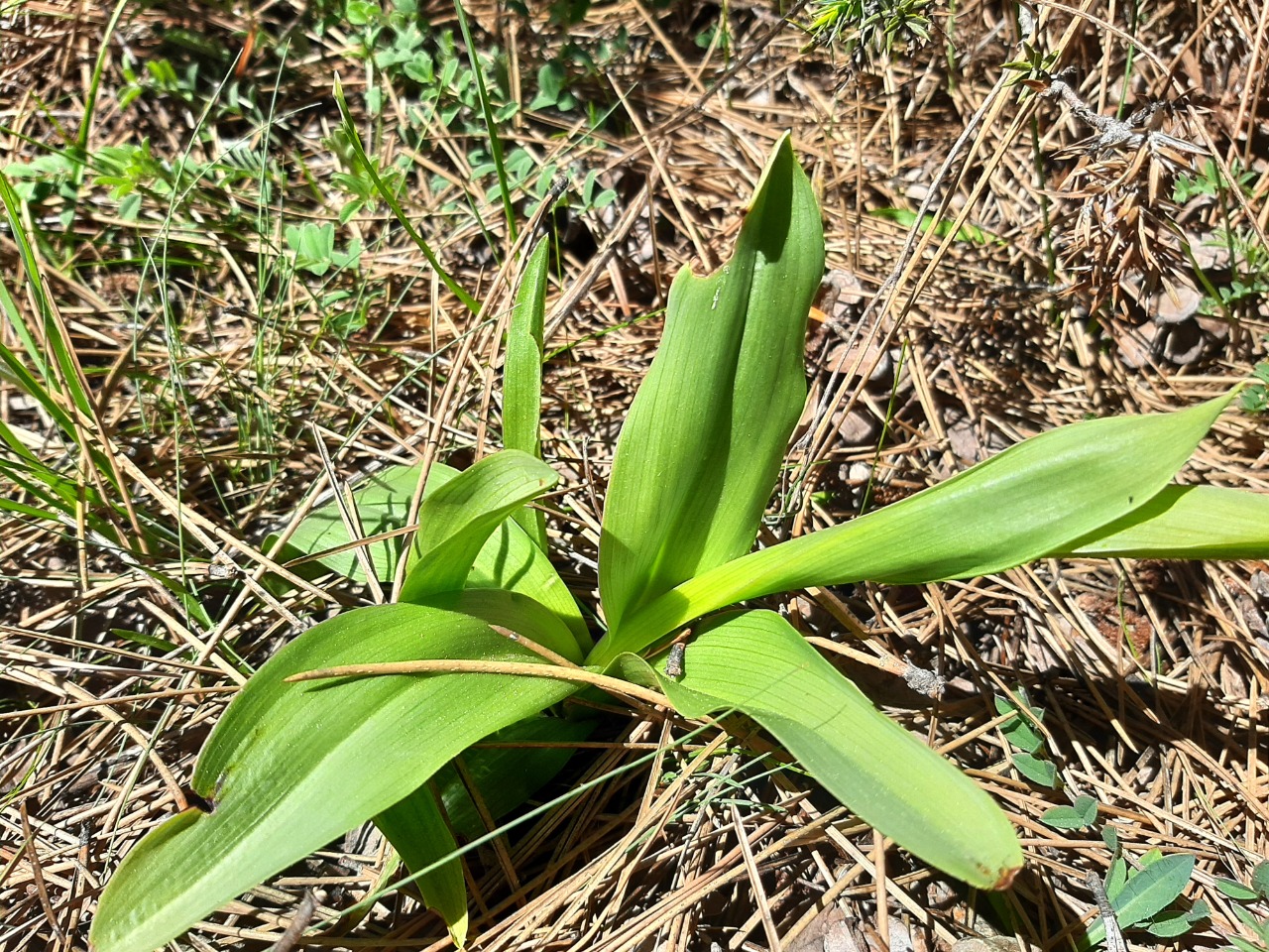 Orchis punctulata