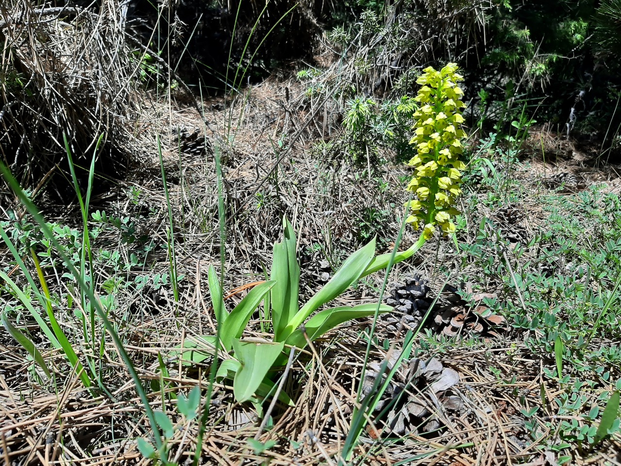 Orchis punctulata