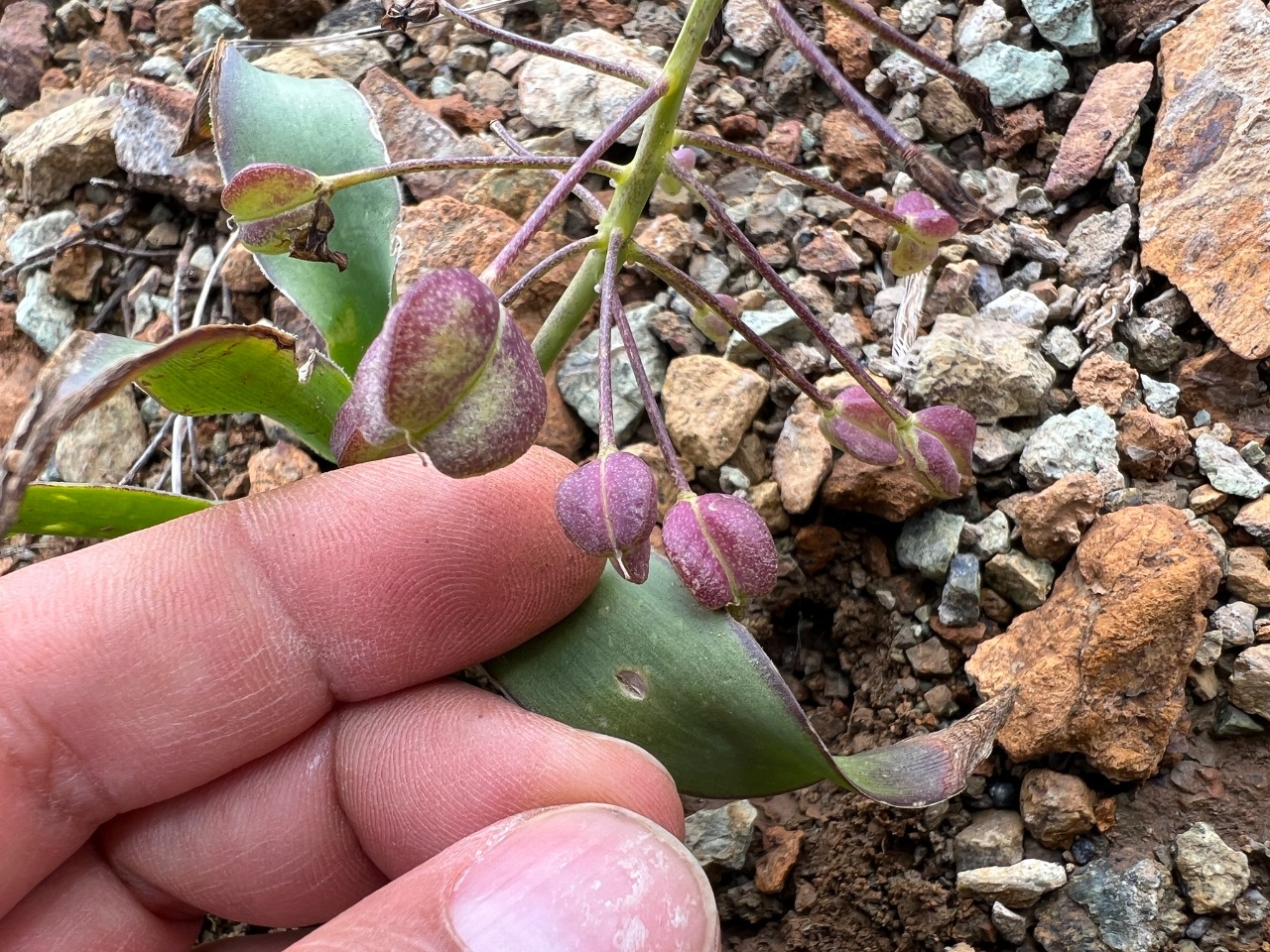 Bellevalia speciosa