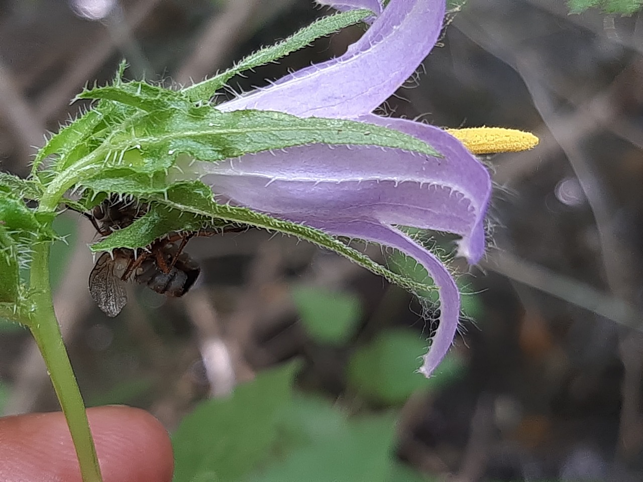 Campanula sclerotricha