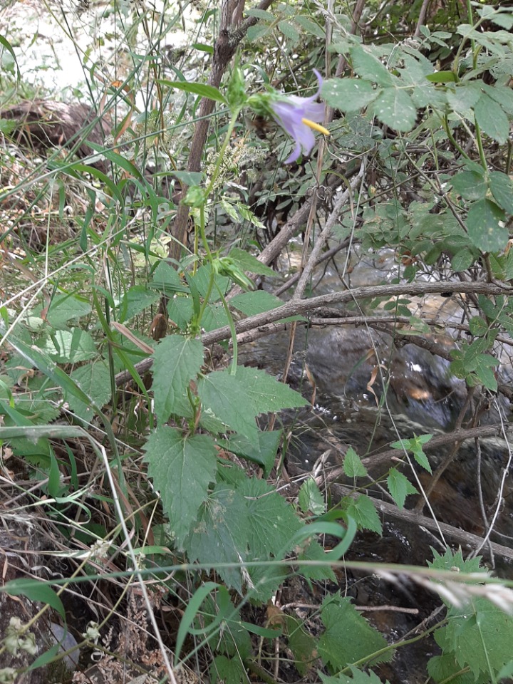 Campanula sclerotricha