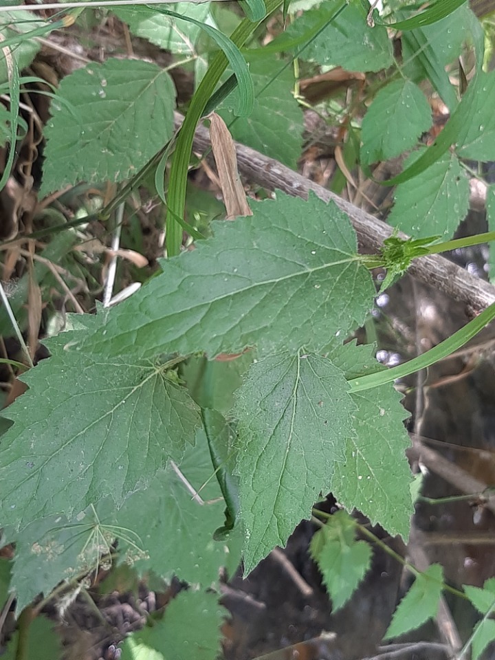 Campanula sclerotricha