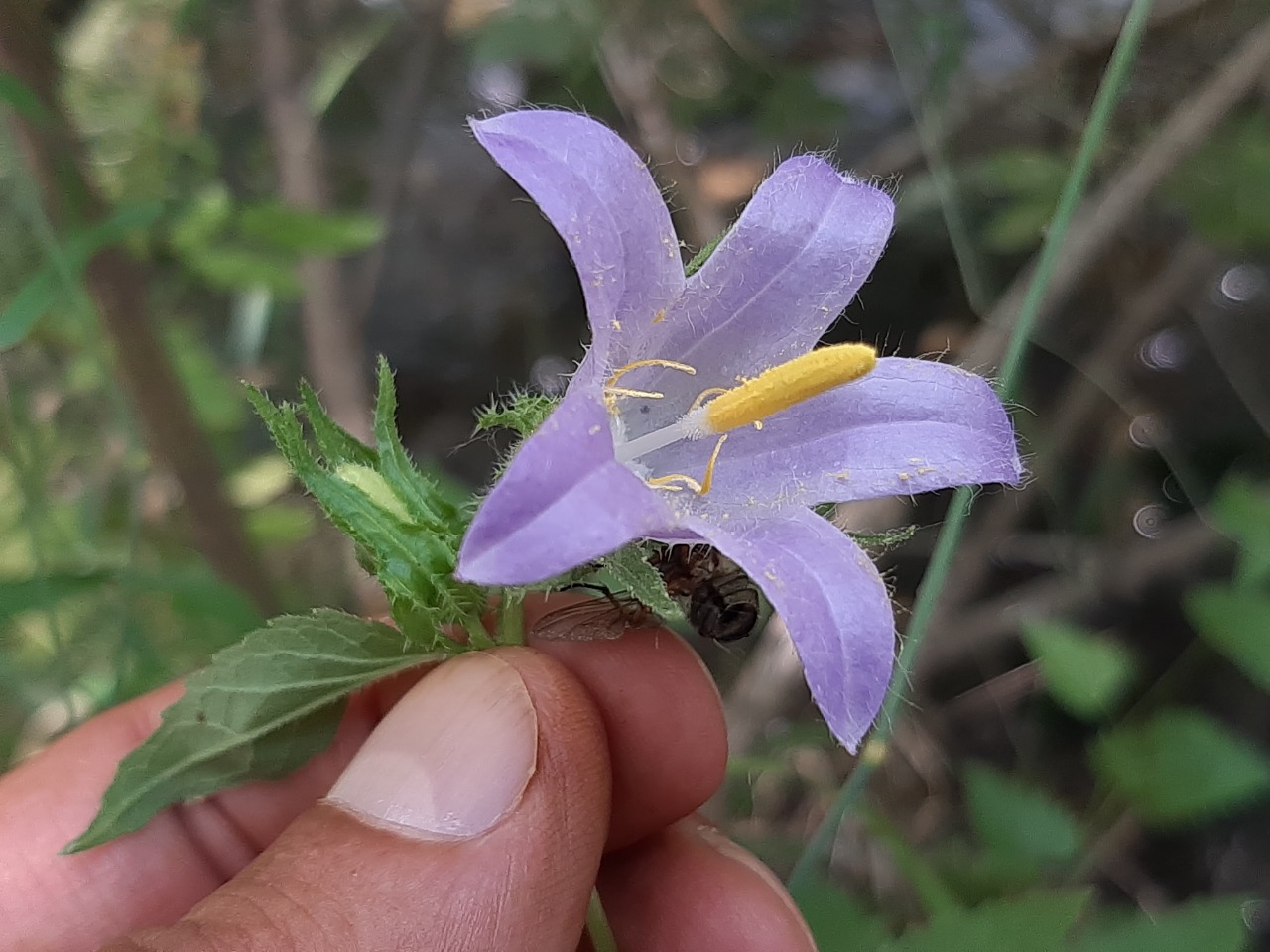 Campanula sclerotricha